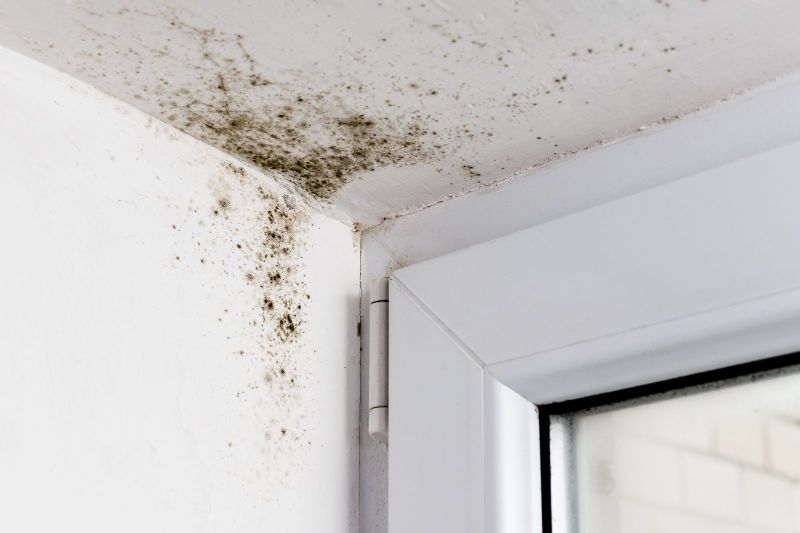 The Link Between Moisture and Mold: Preventing and Treating Mold Issues