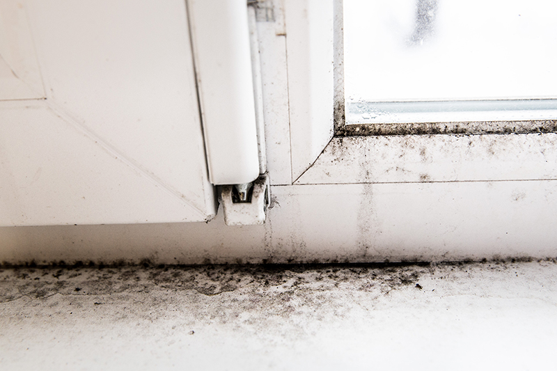 If You Find Black Mold Call An Expert